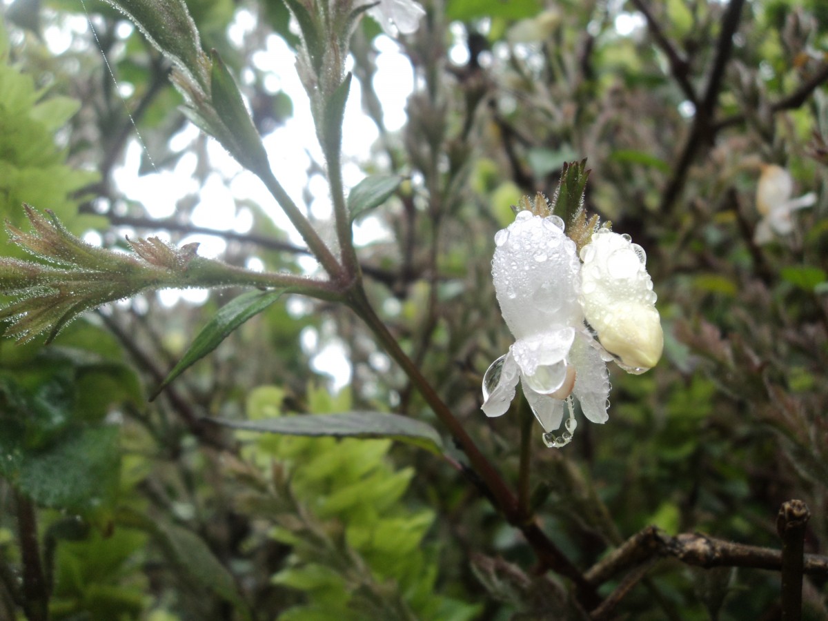 Strobilanthes viscosa (Arn. ex Nees) T.Anderson